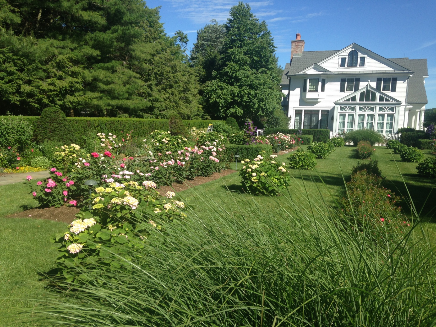 Estate rose garden with multi-color rose beds and hydrangeas in front of a white colonial home