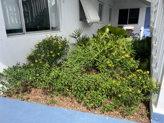 Healthy mass planting of yellow-flowering shrubs and tropical foliage