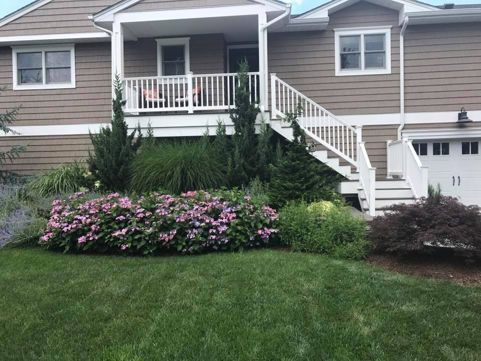 Front-yard landscape with hydrangeas and ornamental grasses