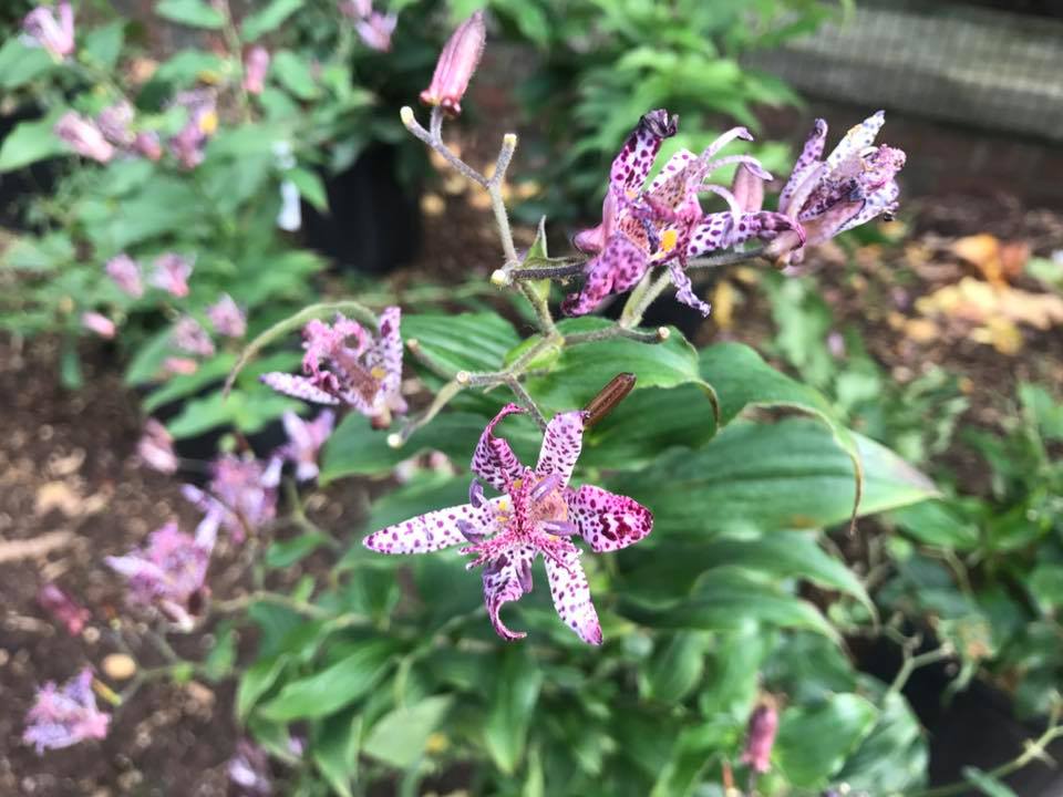 Toad lily detail in a shaded woodland garden