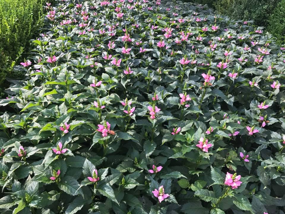 Mass planting of pink turtlehead in late-summer bloom